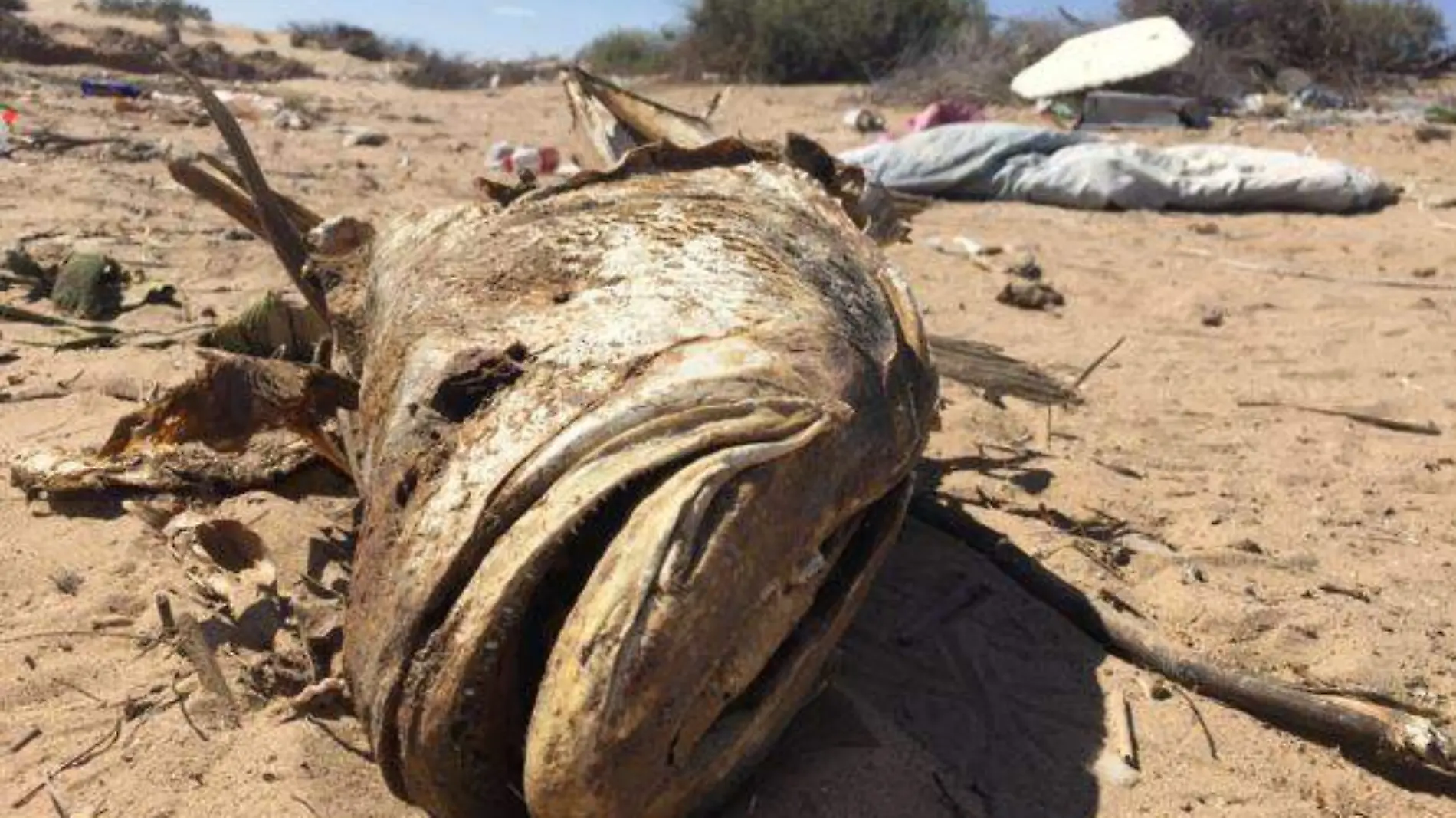 cabeza de esqueleto de totoaba